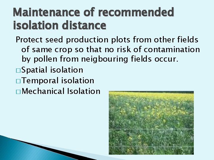 Maintenance of recommended isolation distance Protect seed production plots from other fields of same Maintenance of recommended isolation distance Protect seed production plots from other fields of same