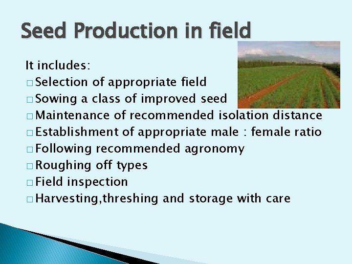 Seed Production in field It includes: � Selection of appropriate field � Sowing a