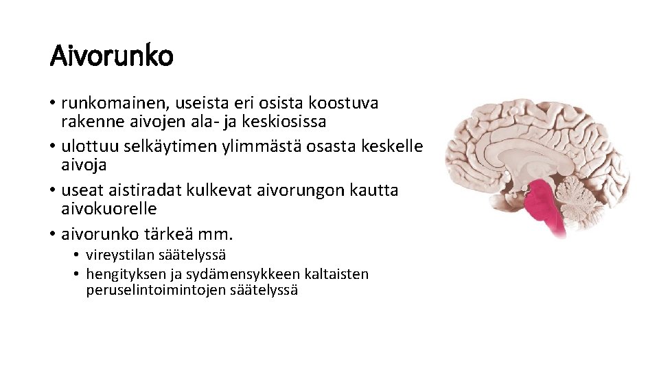 Aivorunko • runkomainen, useista eri osista koostuva rakenne aivojen ala- ja keskiosissa • ulottuu Aivorunko • runkomainen, useista eri osista koostuva rakenne aivojen ala- ja keskiosissa • ulottuu