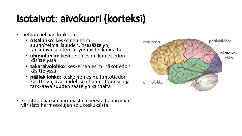 Isotaivot: aivokuori (korteksi) • jaetaan neljään lohkoon: • otsalohko: keskeinen esim. suunnitelmallisuuden, itsesäätelyn, tarkkaavaisuuden Isotaivot: aivokuori (korteksi) • jaetaan neljään lohkoon: • otsalohko: keskeinen esim. suunnitelmallisuuden, itsesäätelyn, tarkkaavaisuuden