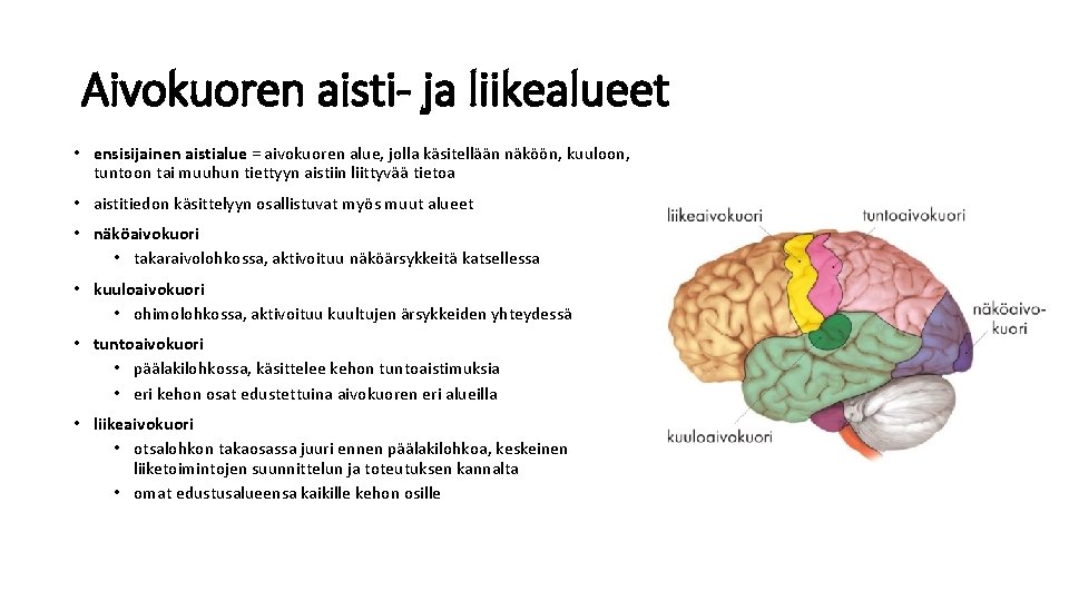 Aivokuoren aisti- ja liikealueet • ensisijainen aistialue = aivokuoren alue, jolla käsitellään näköön, kuuloon, Aivokuoren aisti- ja liikealueet • ensisijainen aistialue = aivokuoren alue, jolla käsitellään näköön, kuuloon,