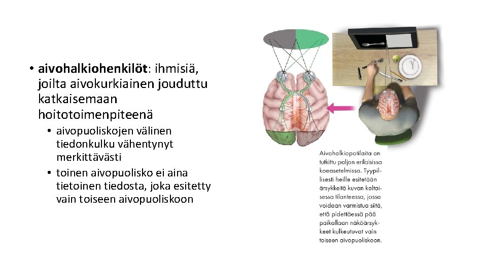 • aivohalkiohenkilöt: ihmisiä, joilta aivokurkiainen jouduttu katkaisemaan hoitotoimenpiteenä • aivopuoliskojen välinen tiedonkulku vähentynyt • aivohalkiohenkilöt: ihmisiä, joilta aivokurkiainen jouduttu katkaisemaan hoitotoimenpiteenä • aivopuoliskojen välinen tiedonkulku vähentynyt
