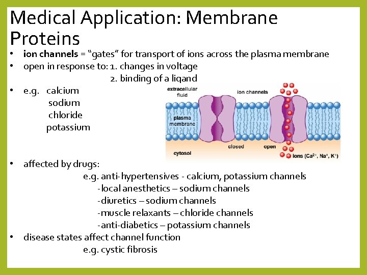 Medical Application: Membrane Proteins • ion channels = “gates” for transport of ions across