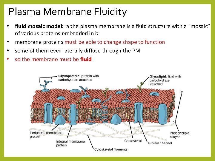 Plasma Membrane Fluidity • fluid mosaic model: a the plasma membrane is a fluid