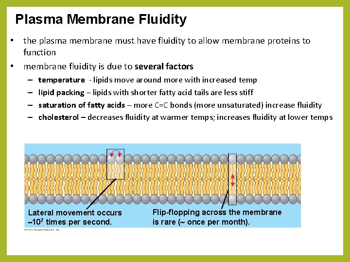 Plasma Membrane Fluidity • the plasma membrane must have fluidity to allow membrane proteins
