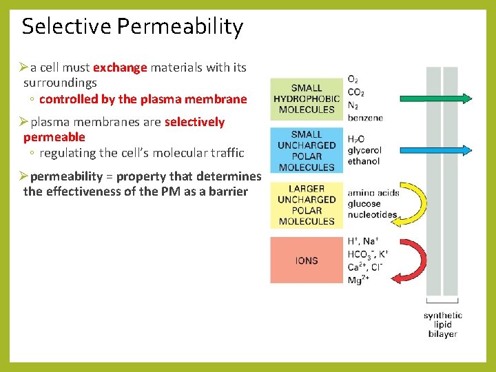 Selective Permeability Øa cell must exchange materials with its surroundings ◦ controlled by the