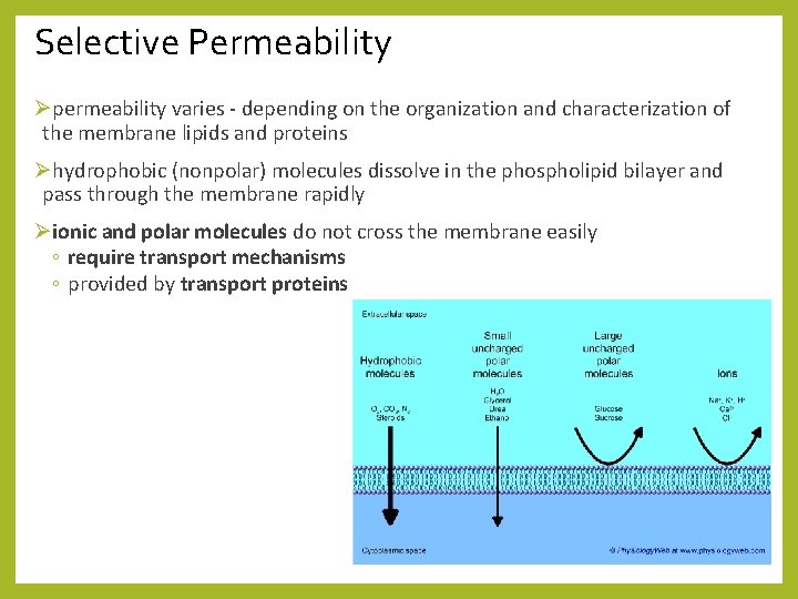 Selective Permeability Øpermeability varies - depending on the organization and characterization of the membrane