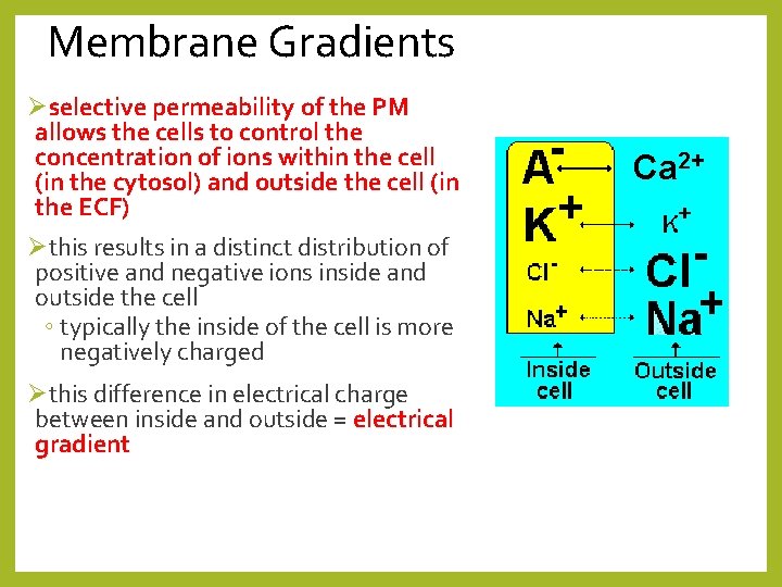 Membrane Gradients Øselective permeability of the PM allows the cells to control the concentration