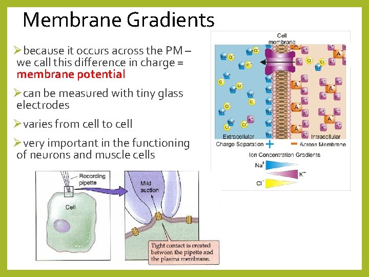 Membrane Gradients Øbecause it occurs across the PM – we call this difference in