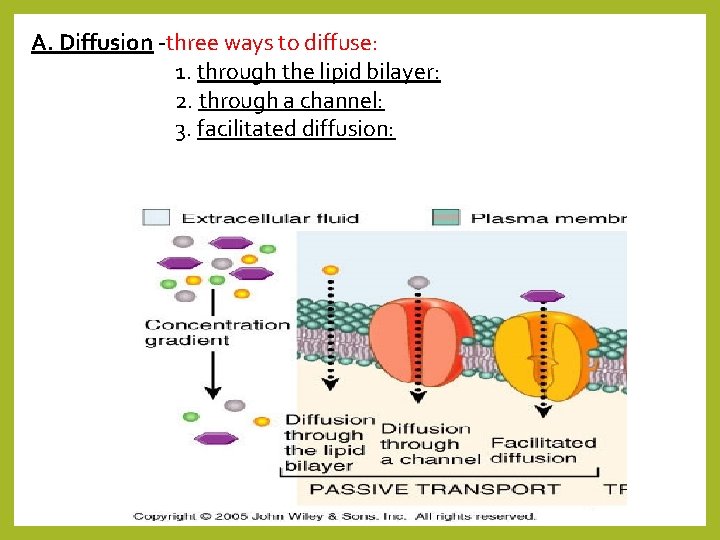 A. Diffusion -three ways to diffuse: 1. through the lipid bilayer: 2. through a