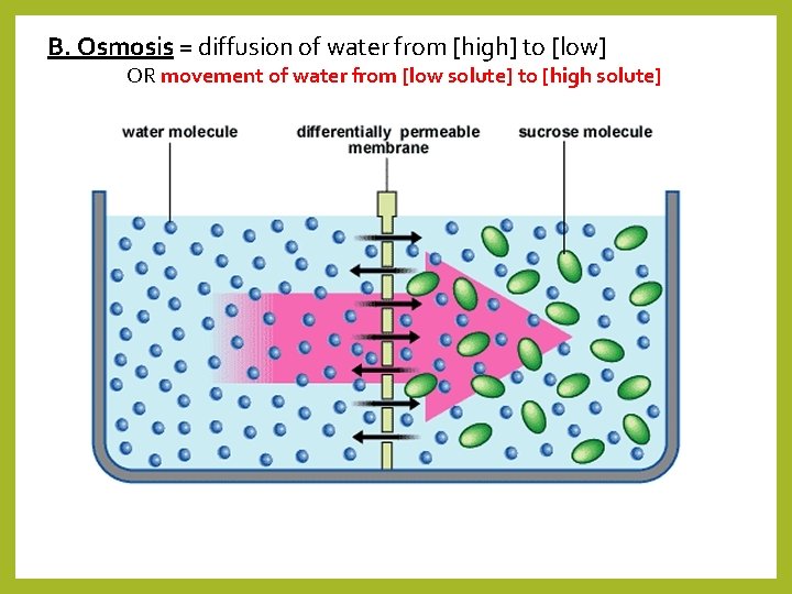 B. Osmosis = diffusion of water from [high] to [low] OR movement of water
