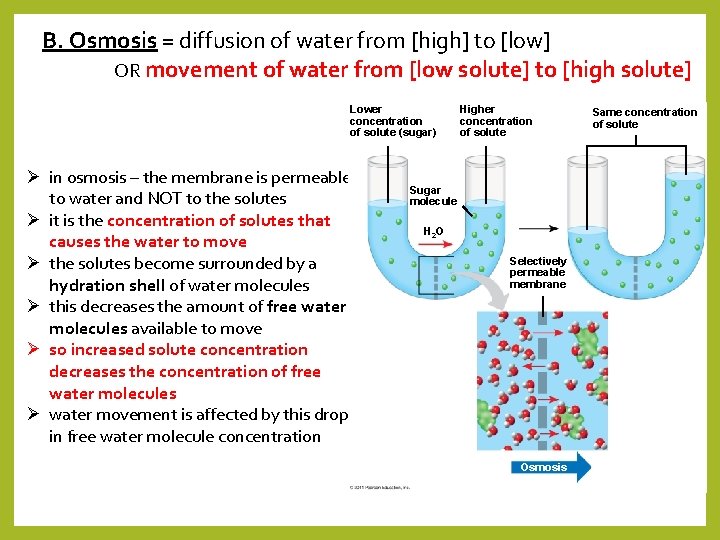 B. Osmosis = diffusion of water from [high] to [low] OR movement of water