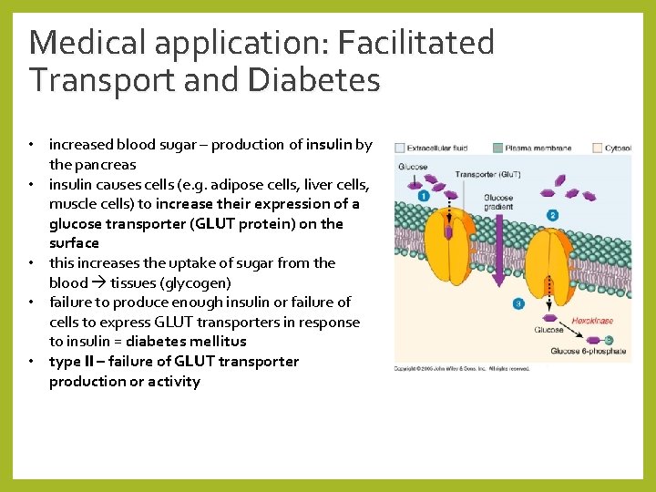 Medical application: Facilitated Transport and Diabetes • increased blood sugar – production of insulin