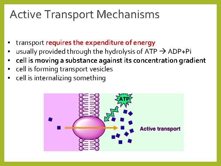 Active Transport Mechanisms • • • transport requires the expenditure of energy usually provided