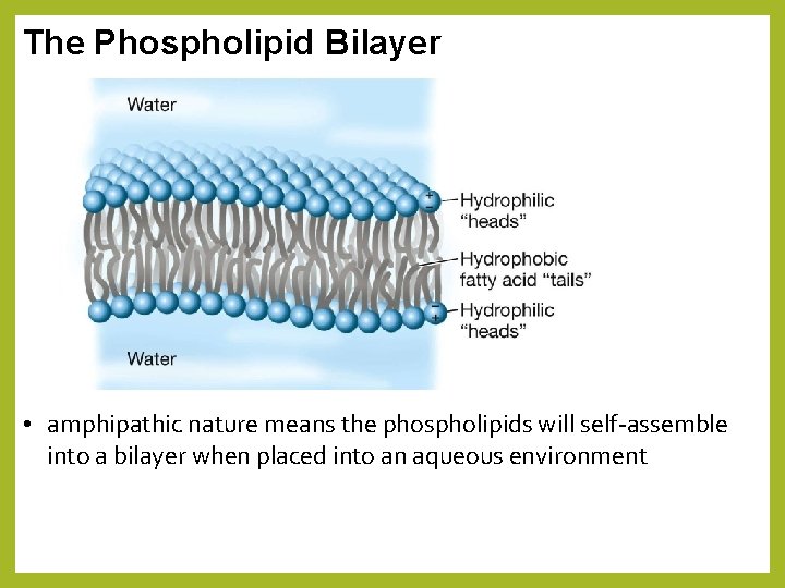 The Phospholipid Bilayer • amphipathic nature means the phospholipids will self-assemble into a bilayer