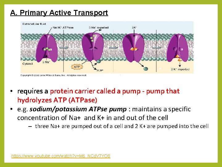 A. Primary Active Transport • requires a protein carrier called a pump - pump