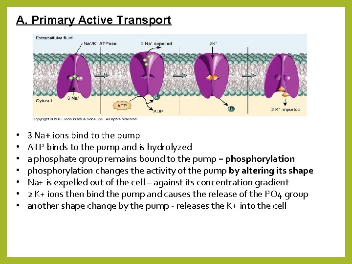 A. Primary Active Transport • • 3 Na+ ions bind to the pump ATP