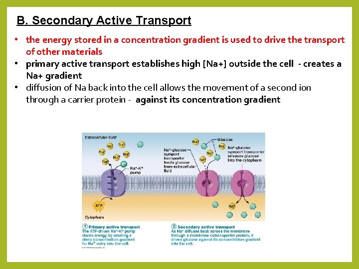 B. Secondary Active Transport • the energy stored in a concentration gradient is used