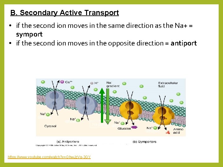 B. Secondary Active Transport • if the second ion moves in the same direction
