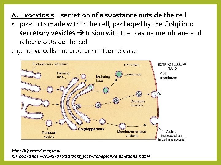 A. Exocytosis = secretion of a substance outside the cell • products made within