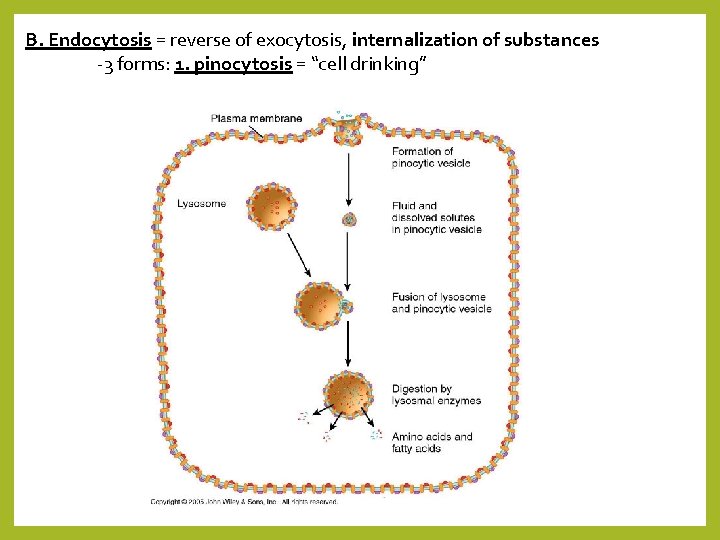 B. Endocytosis = reverse of exocytosis, internalization of substances -3 forms: 1. pinocytosis =