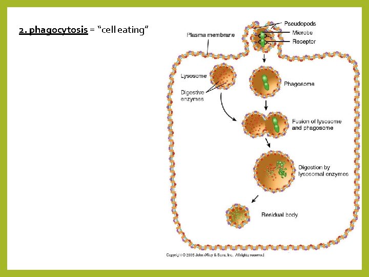 2. phagocytosis = “cell eating” 