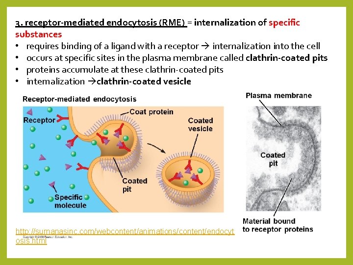 3. receptor-mediated endocytosis (RME) = internalization of specific substances • requires binding of a