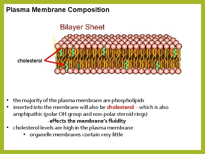 Plasma Membrane Composition cholesterol • the majority of the plasma membrane are phospholipids •