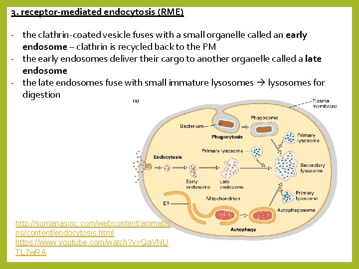 3. receptor-mediated endocytosis (RME) - the clathrin-coated vesicle fuses with a small organelle called