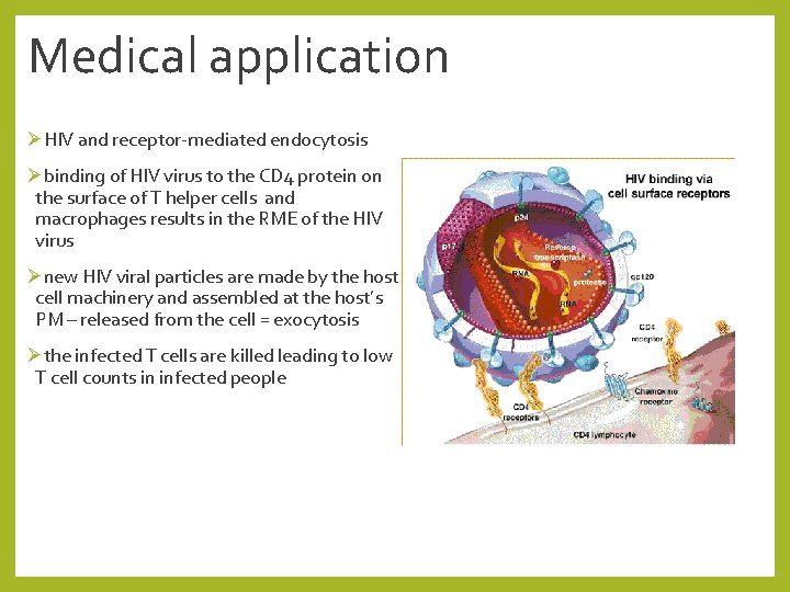 Medical application ØHIV and receptor-mediated endocytosis Øbinding of HIV virus to the CD 4