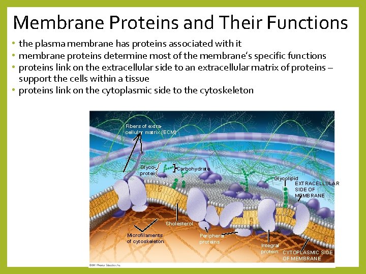 Membrane Proteins and Their Functions • the plasma membrane has proteins associated with it