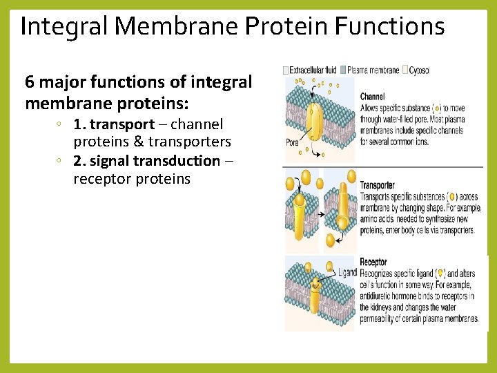 Integral Membrane Protein Functions 6 major functions of integral membrane proteins: ◦ 1. transport