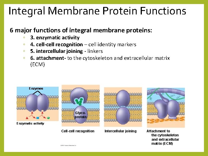 Integral Membrane Protein Functions 6 major functions of integral membrane proteins: ◦ ◦ 3.