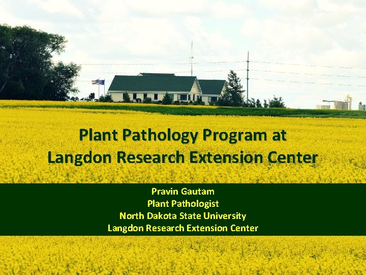 Plant Pathology Program at Langdon Research Extension Center Pravin Gautam Plant Pathologist North Dakota