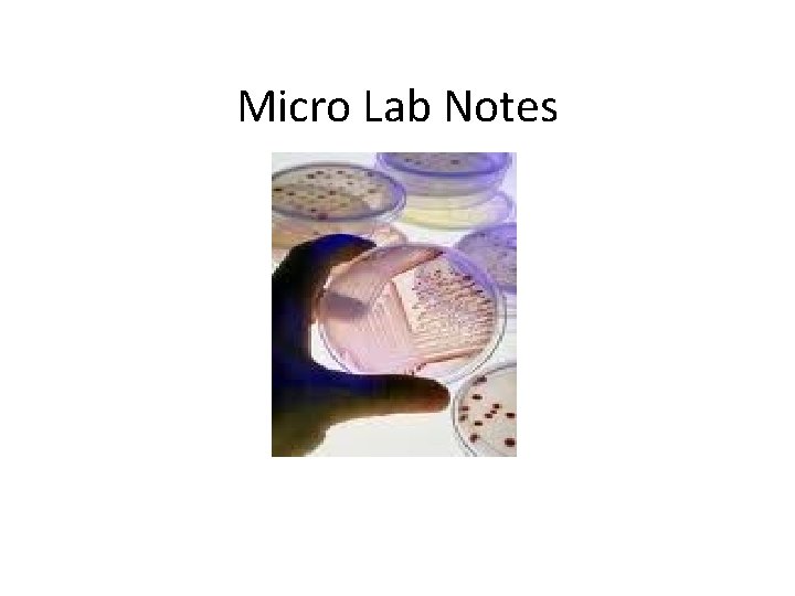Micro Lab Notes 