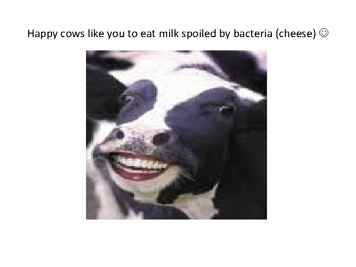 Happy cows like you to eat milk spoiled by bacteria (cheese) 