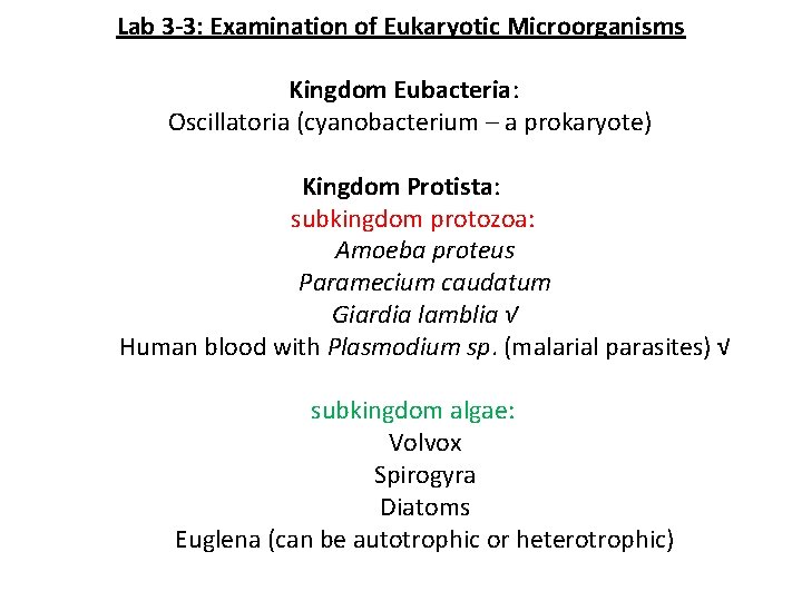 Lab 3 -3: Examination of Eukaryotic Microorganisms Kingdom Eubacteria: Oscillatoria (cyanobacterium – a prokaryote)