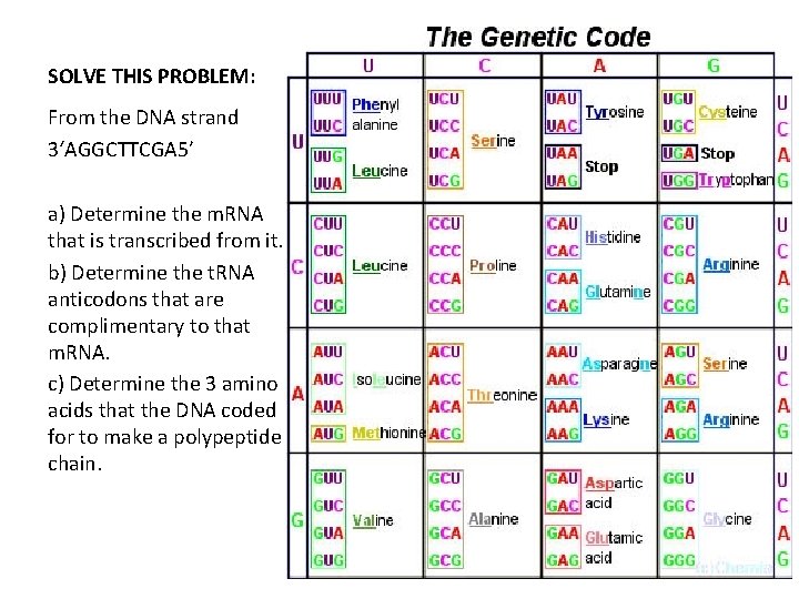 SOLVE THIS PROBLEM: From the DNA strand 3‘AGGCTTCGA 5’ a) Determine the m. RNA