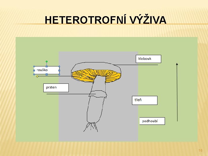 HETEROTROFNÍ VÝŽIVA 16 