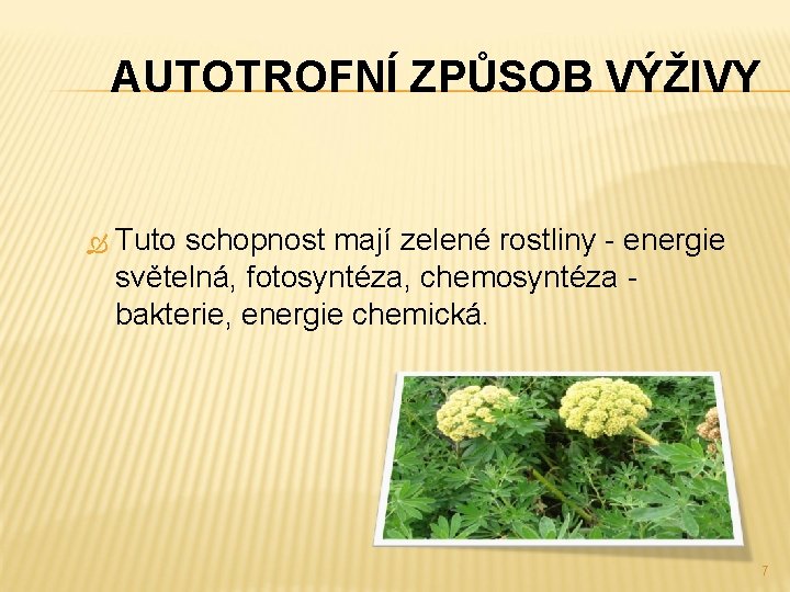 AUTOTROFNÍ ZPŮSOB VÝŽIVY Tuto schopnost mají zelené rostliny - energie světelná, fotosyntéza, chemosyntéza -