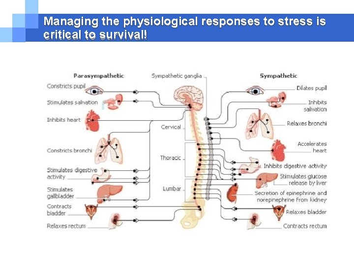 Managing the physiological responses to stress is critical to survival! Managing the physiological responses to stress is critical to survival!