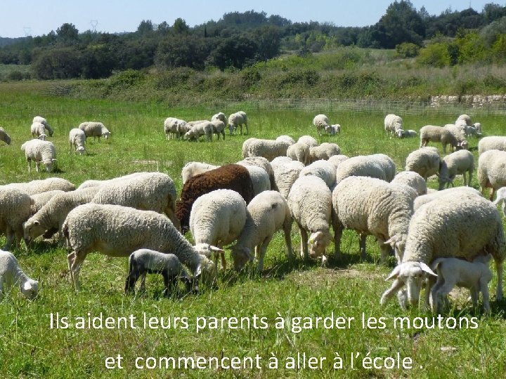 Ils aident leurs parents à garder les moutons et commencent à aller à l’école.