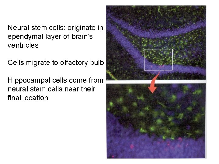 Neural stem cells: originate in ependymal layer of brain’s ventricles Cells migrate to olfactory