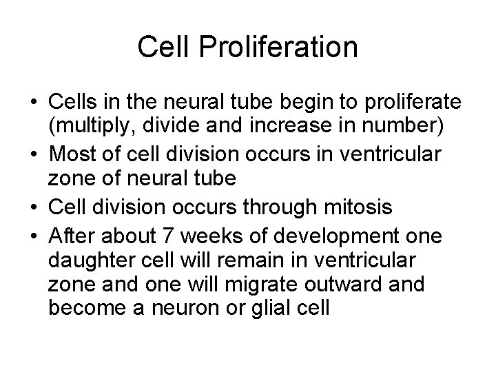 Cell Proliferation • Cells in the neural tube begin to proliferate (multiply, divide and