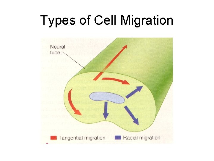 Types of Cell Migration 