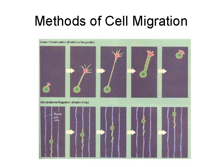 Methods of Cell Migration 