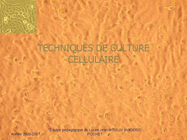 TECHNIQUES DE CULTURE CELLULAIRE Année 2006 -2007 *Équipe pédagogique du Lycée Jean MOULIN (ANGERS)