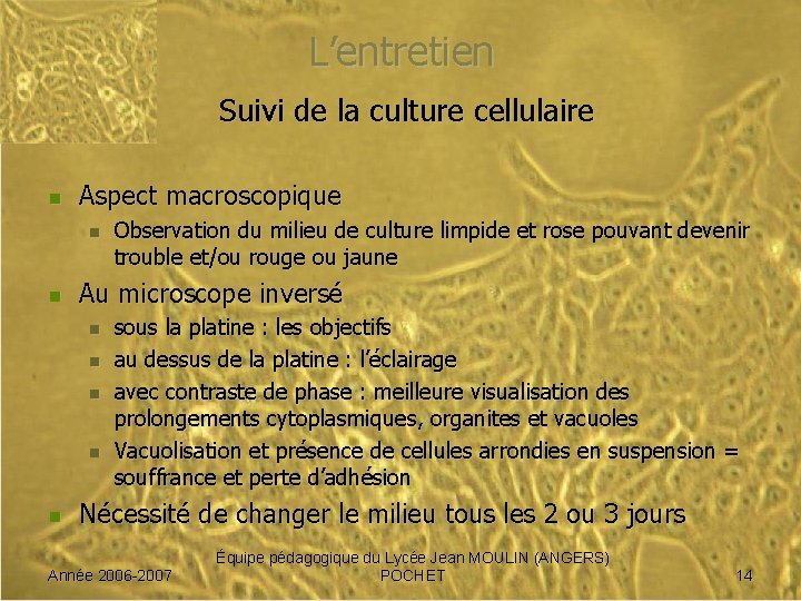 L’entretien Suivi de la culture cellulaire n Aspect macroscopique n n Au microscope inversé