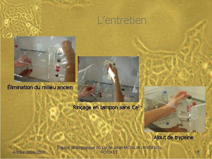 L’entretien Élimination du milieu ancien Rinçage en tampon sans Ca 2+ Ajout de trypsine