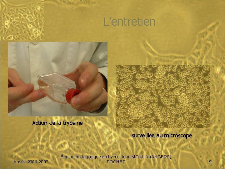 L’entretien Action de la trypsine surveillée au microscope Année 2006 -2007 Équipe pédagogique du